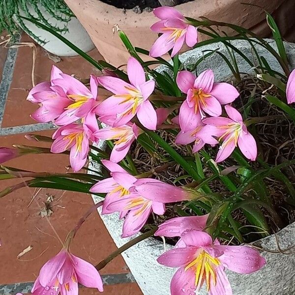 Zephyranthes carinata 花