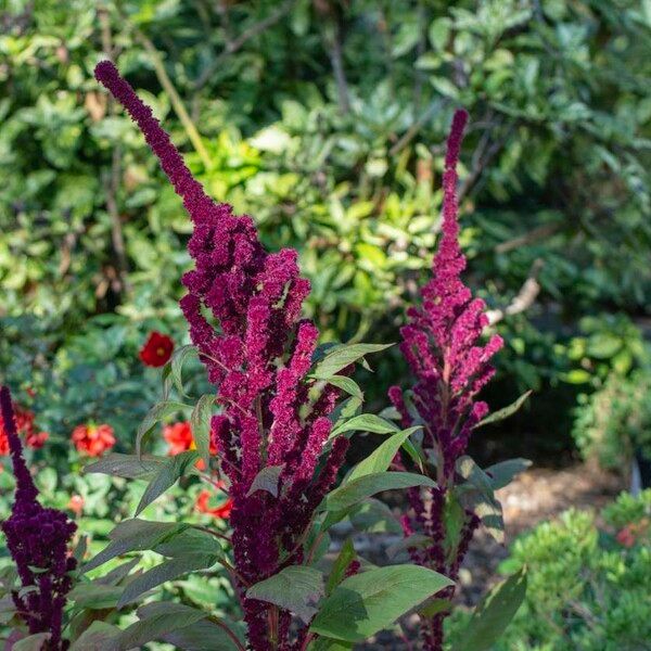 Amaranthus hybridus Květ