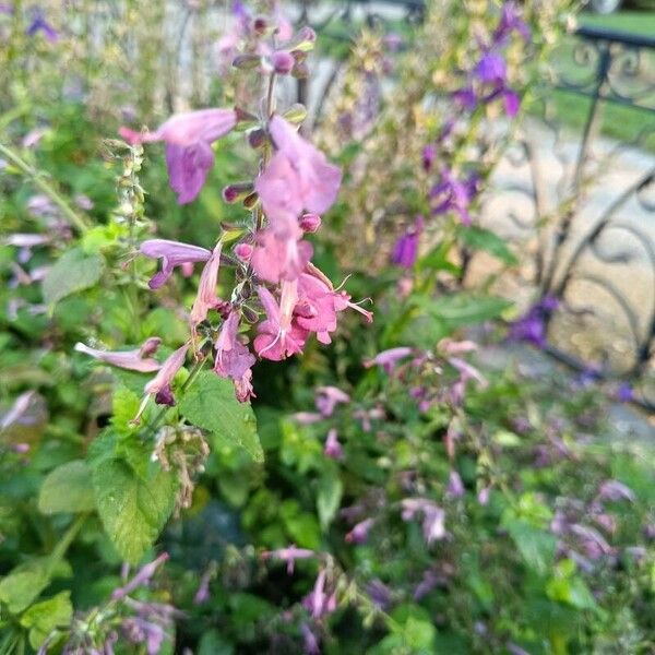 Salvia coccinea Virág