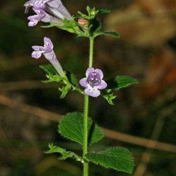 Clinopodium menthifolium फूल