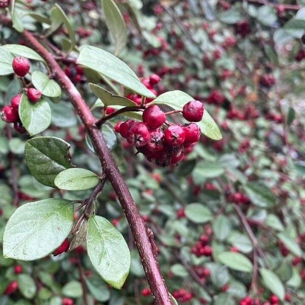 Cotoneaster pannosus Φρούτο