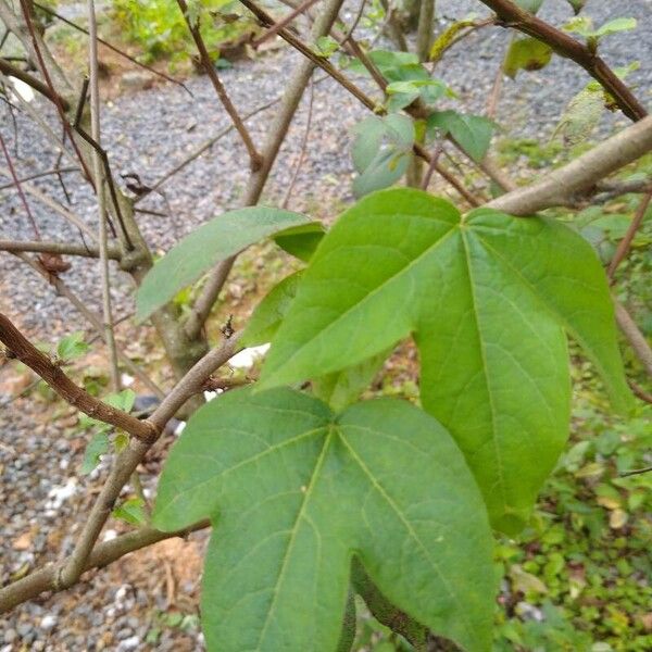 Gossypium barbadense Hoja