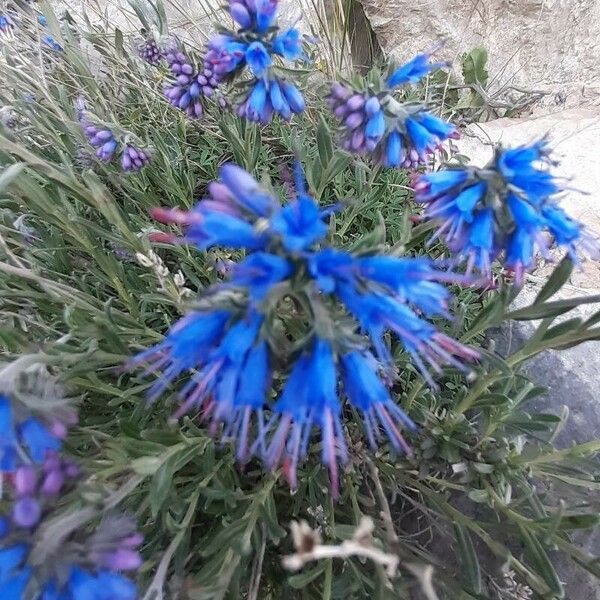 Moltkia petraea Flower