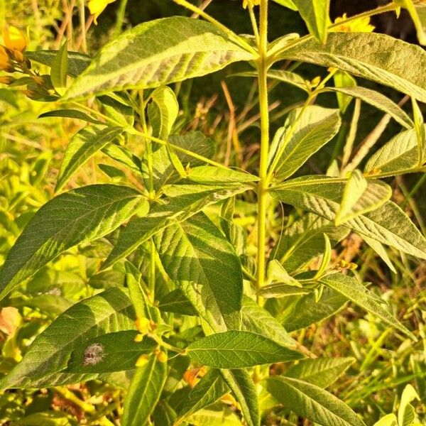 Lysimachia vulgaris Лист