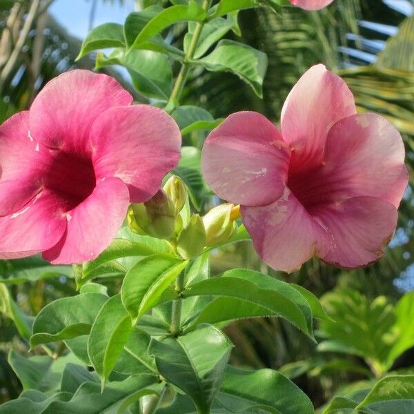 Allamanda blanchetii Cvet