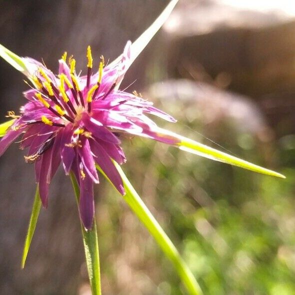 Tragopogon angustifolius Flower