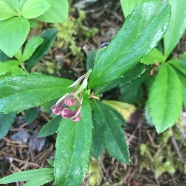 Chimaphila umbellata Kwiat