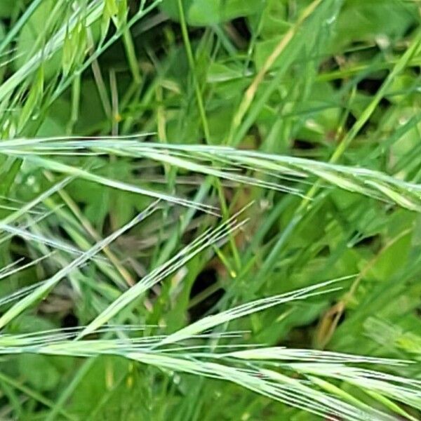 Festuca bromoides Kukka