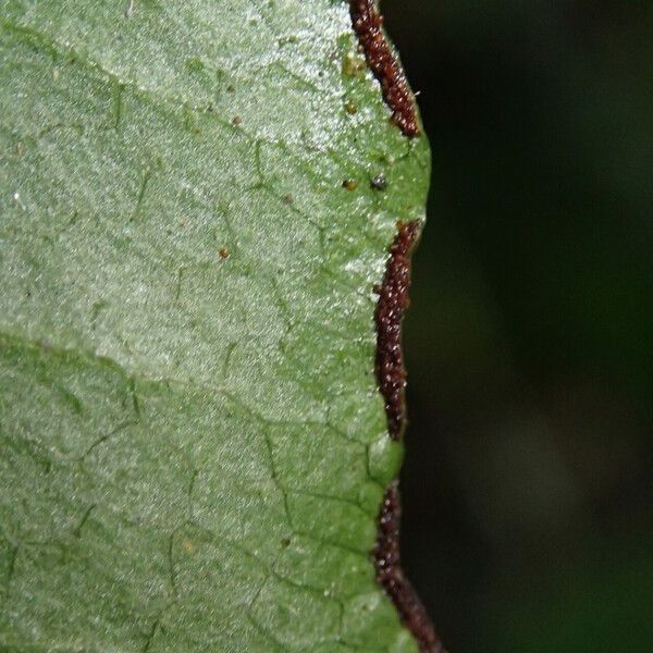 Blotiella currorii Blad