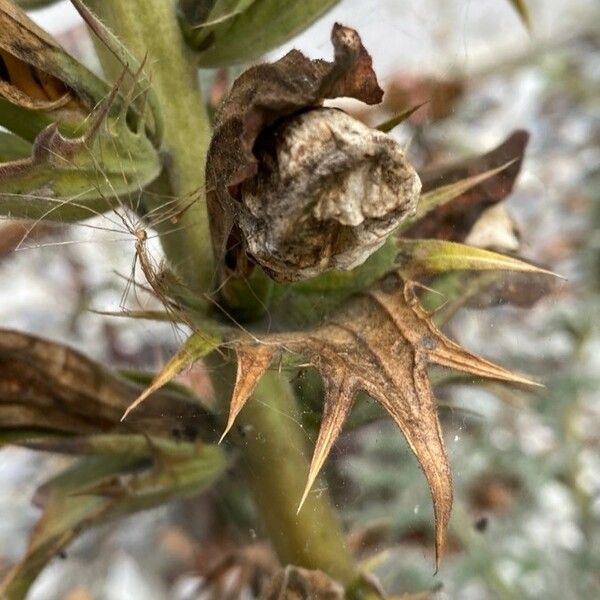 Acanthus spinosus Fruct