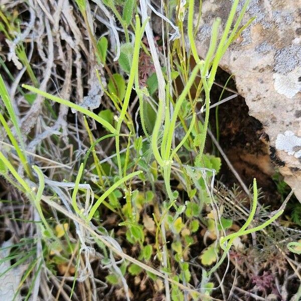 Arabidopsis thaliana Ďalší