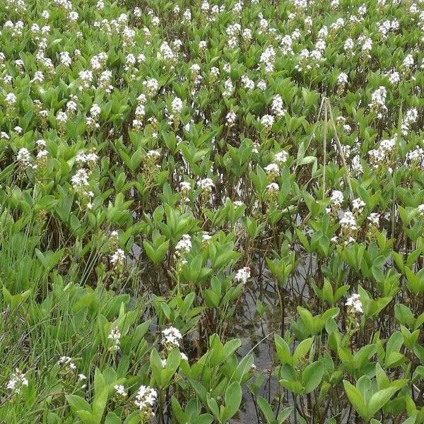 Menyanthes trifoliata Habitus