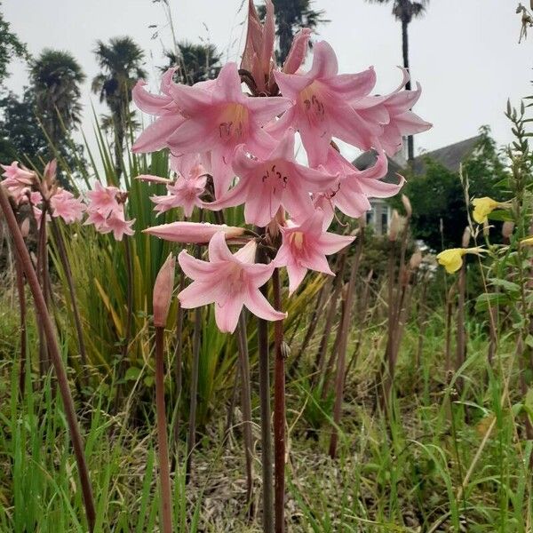 Amaryllis belladonna Çiçek