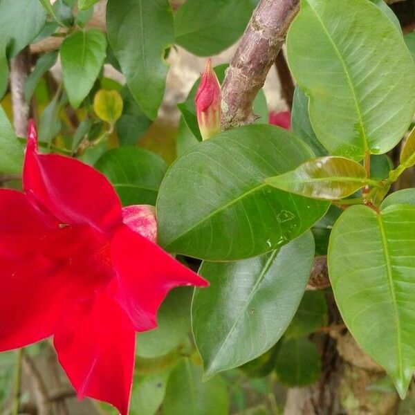 Mandevilla sanderi Leaf