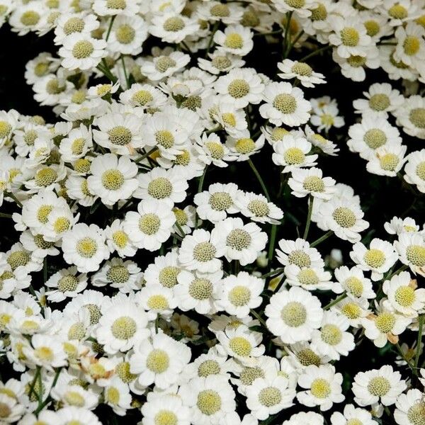 Achillea ptarmica Plante entière