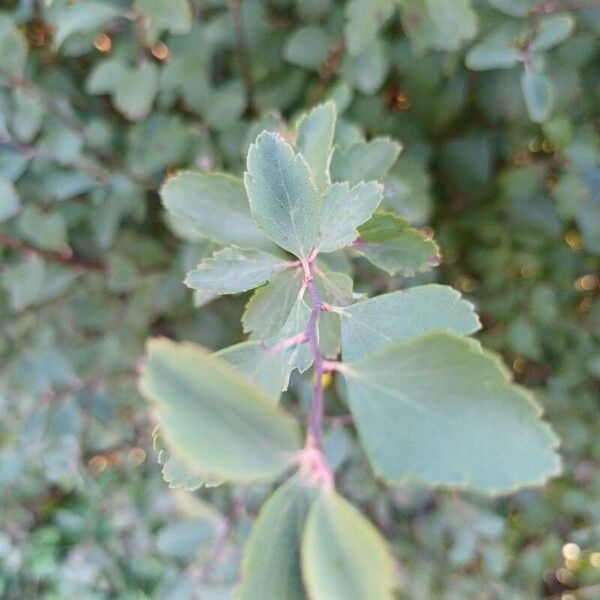 Spiraea trilobata Yaprak