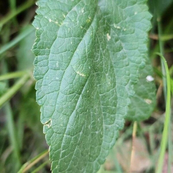 Scrophularia oblongifolia Blatt