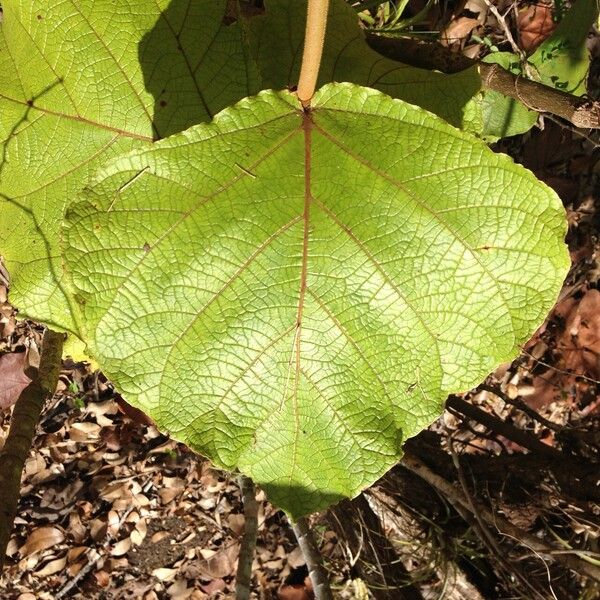 Coccoloba pubescens Hostoa