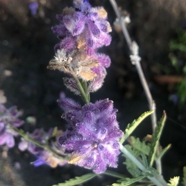 Perovskia atriplicifolia Кветка