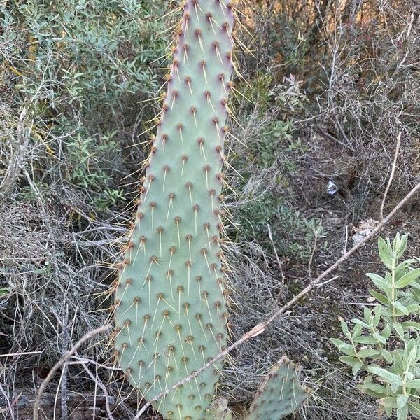 Opuntia engelmannii Yaprak