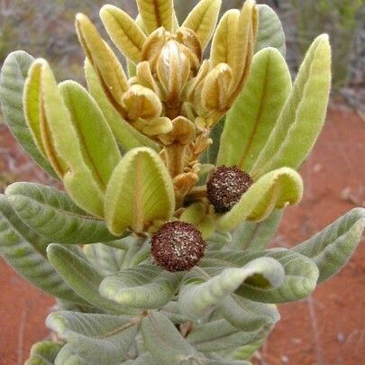 Pancheria hirsuta Frukt