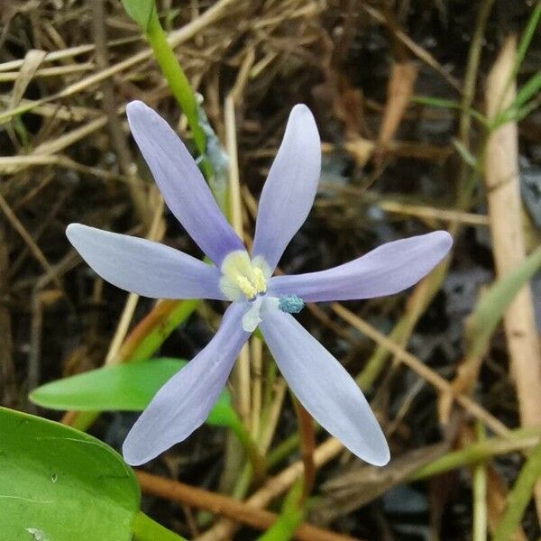 Heteranthera limosa Blüte