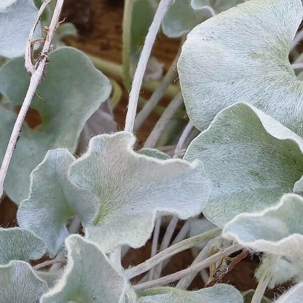 Dichondra argentea Blatt