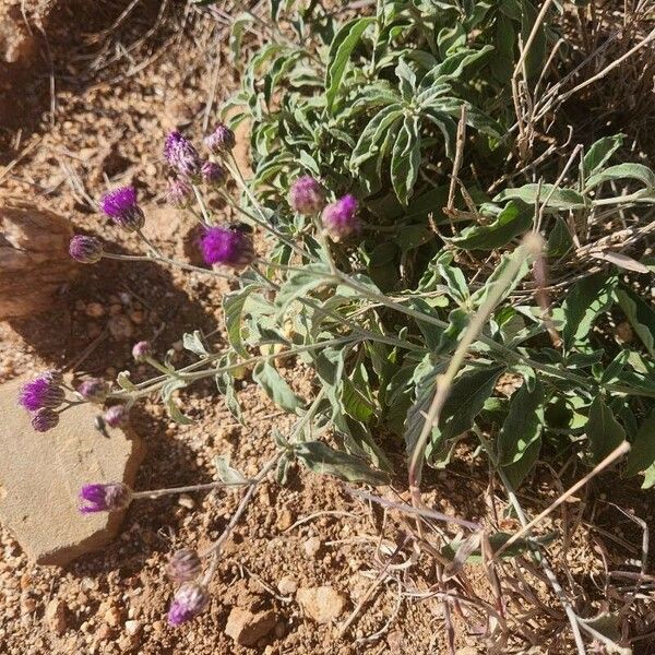 Gutenbergia boranensis Flor