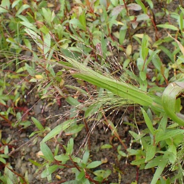 Panicum capillare Plante entière