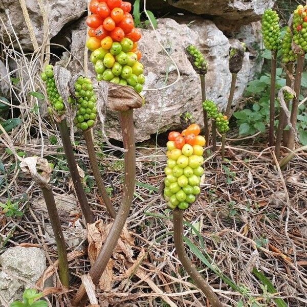 Arum italicum Flor