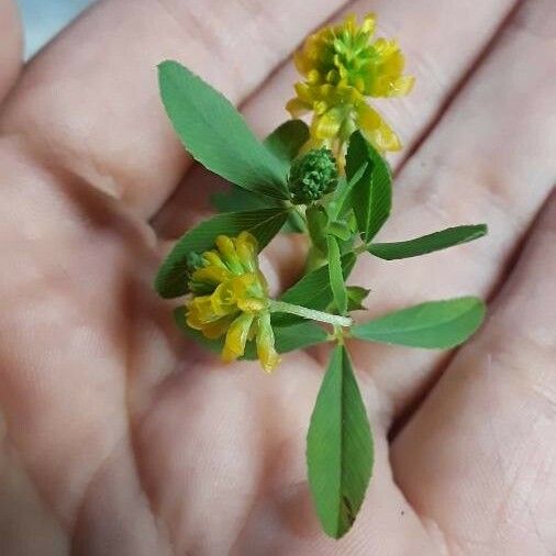 Trifolium aureum Leaf