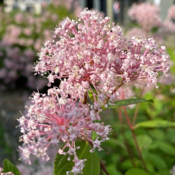 Ceanothus americanus Blomma