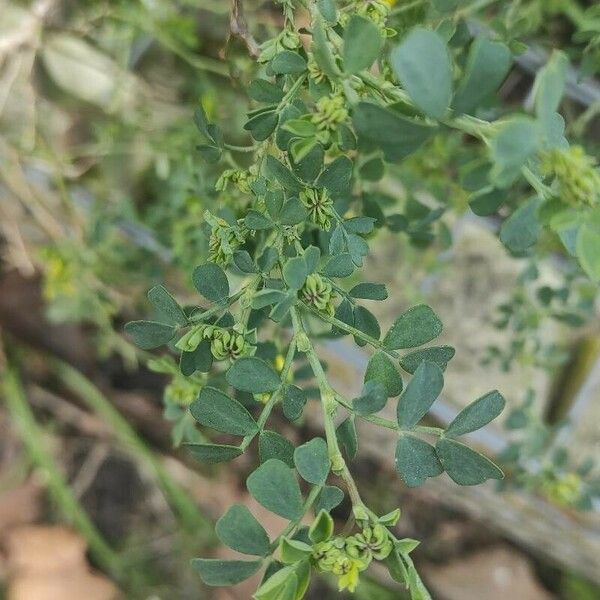 Coronilla valentina Fuelha