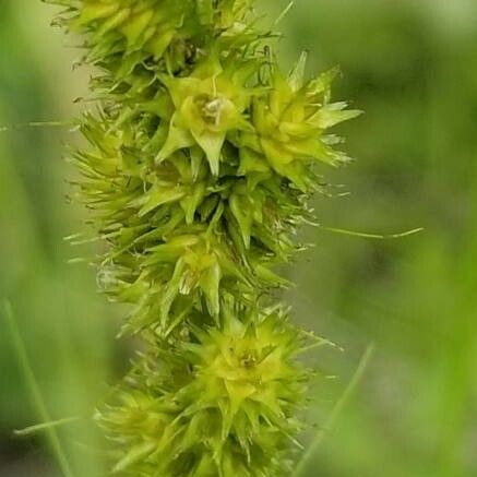 Carex stipata ফুল