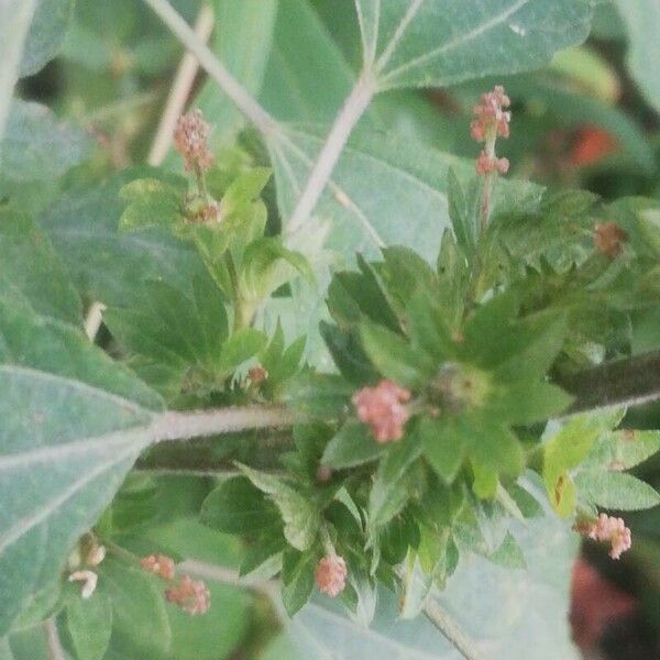 Acalypha virginica പുഷ്പം