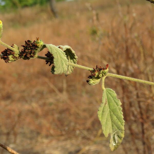 Waltheria indica Blüte