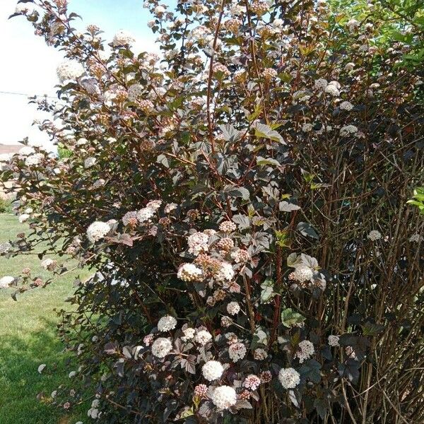 Physocarpus opulifolius Blüte