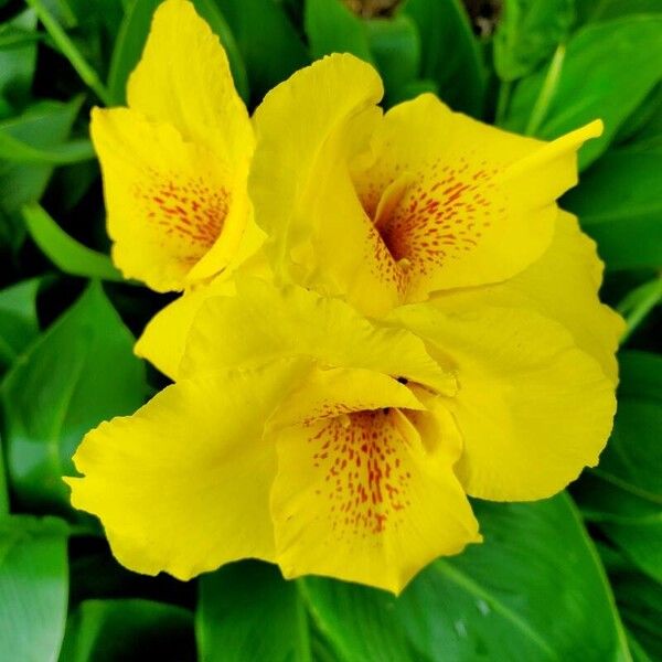 Canna × hybrida Blomma