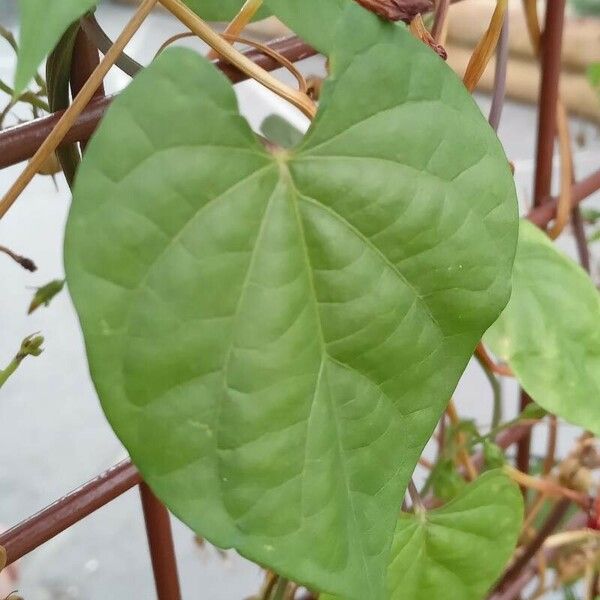 Ipomoea hederifolia Лист