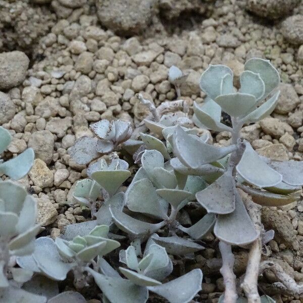 Kalanchoe rhombopilosa Fulla