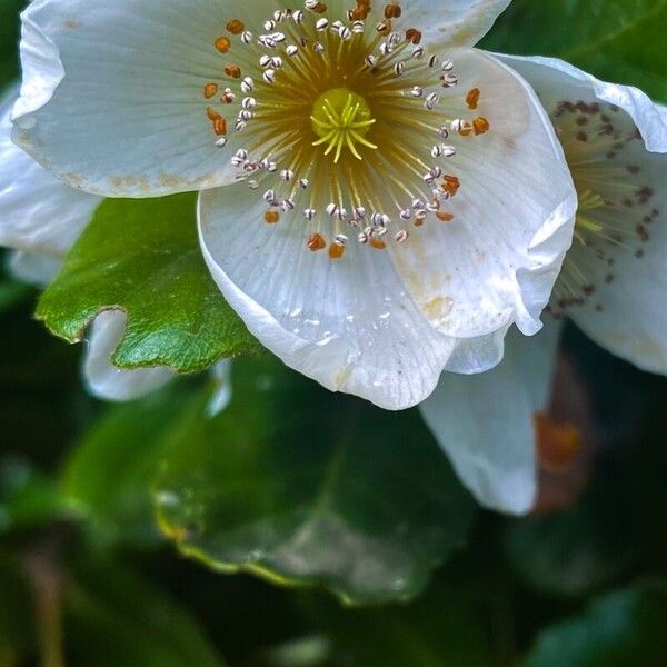 Eucryphia cordifolia Flor