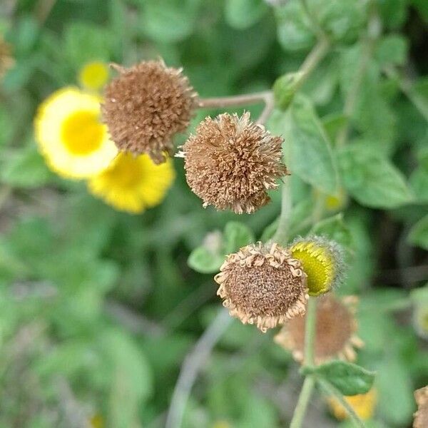 Pulicaria vulgaris Фрукт