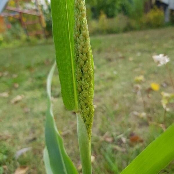 Panicum miliaceum Blüte