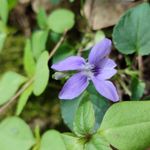 Viola reichenbachiana 花