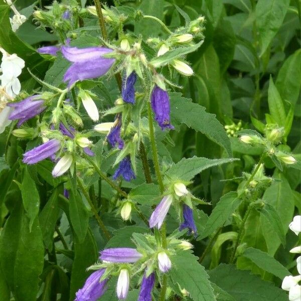 Campanula trachelium Kvet