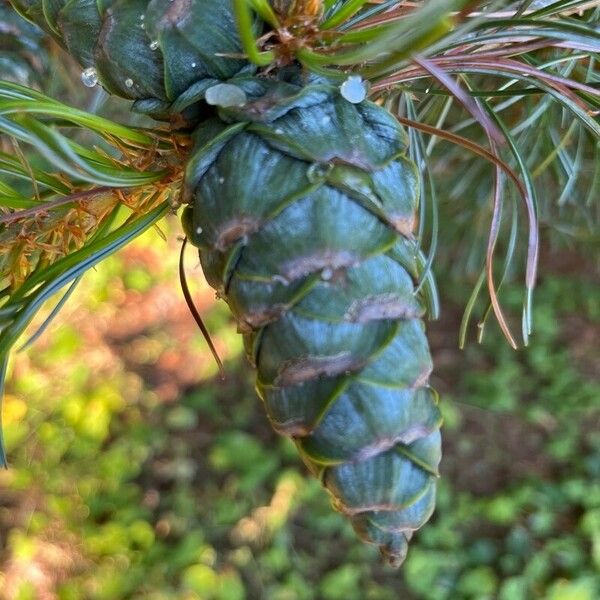 Pinus parviflora অন্যান্য