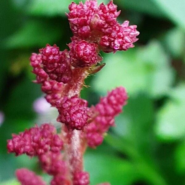 Astilbe japonica Flower