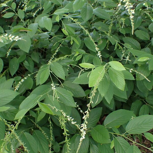 Desmodium tortuosum عادت داشتن