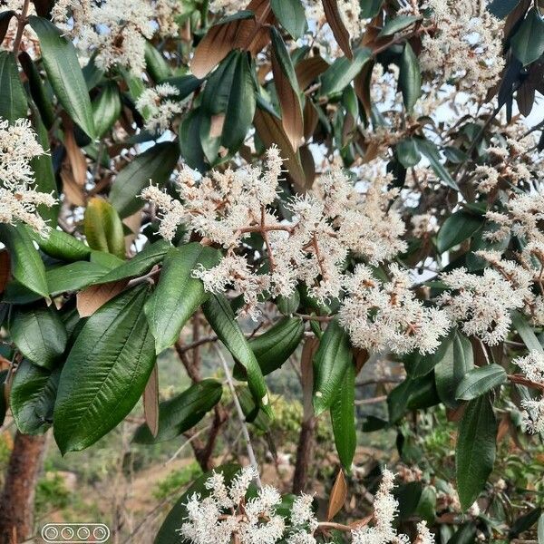 Miconia albicans 花