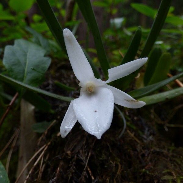 Angraecum borbonicum फूल